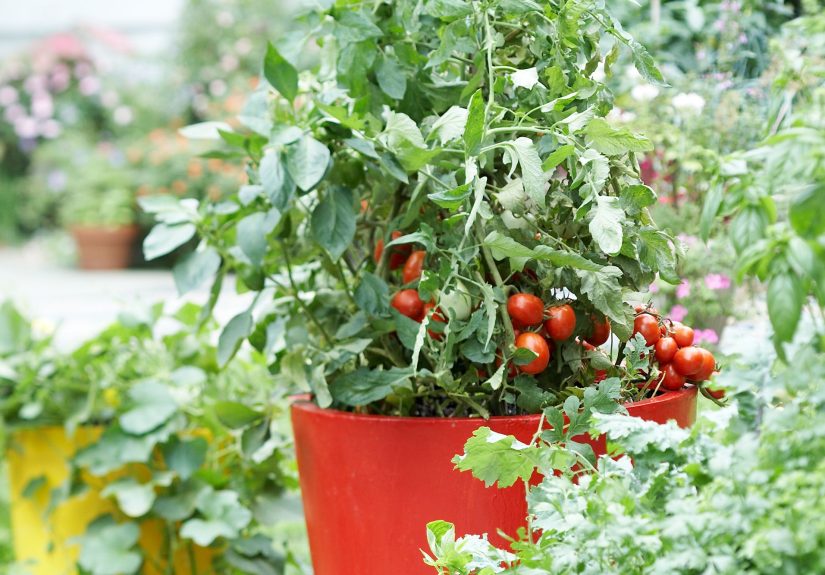 10 Essential Tips for Growing Tomatoes in Pots