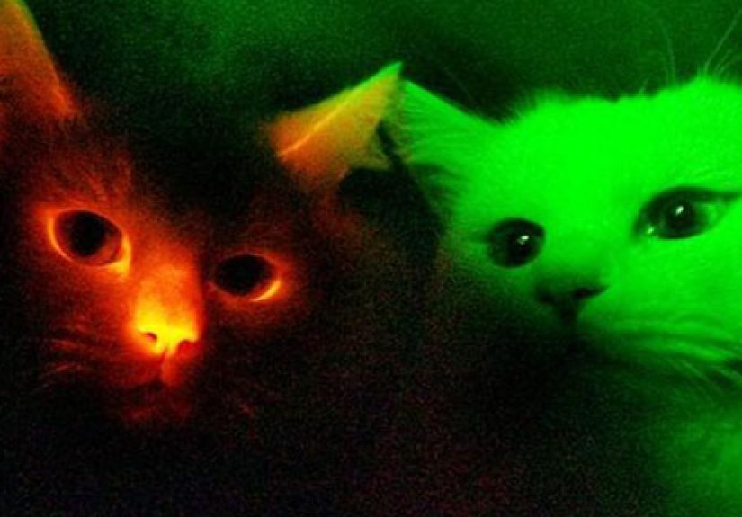 10 Weird and Fascinating Cat Tales