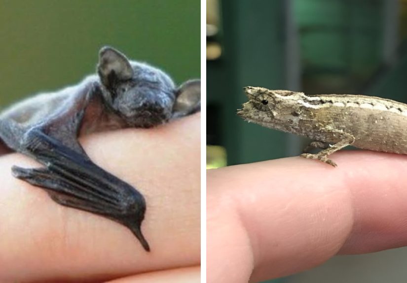 13 Insanely Small Creatures Competing For “Smallest Animal In The World” Title