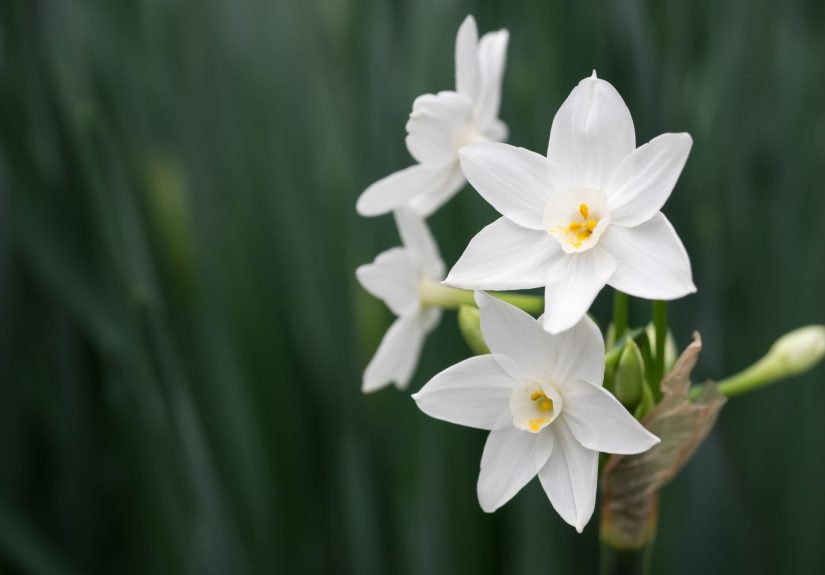 13 White Flowers You Should Add to Your Garden