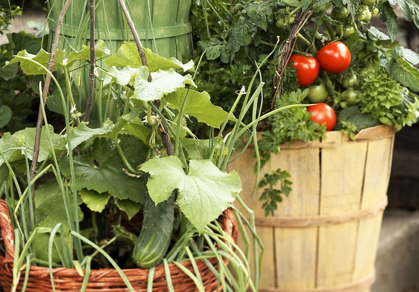 21 Best Vegetables to Grow in Pots