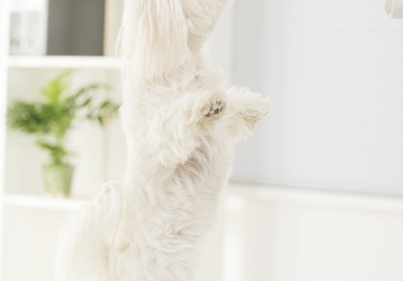 25 Homemade Snacks for Pets