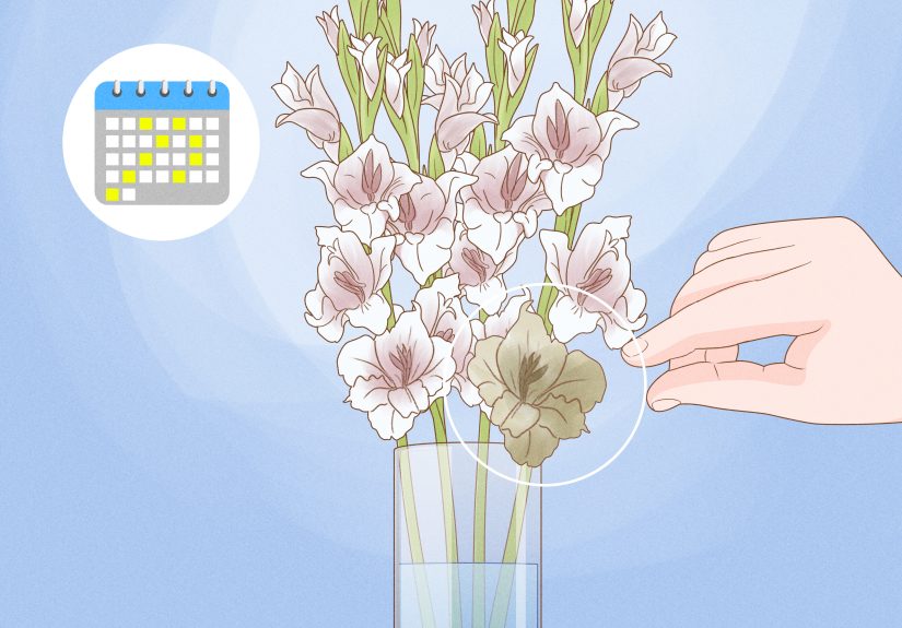 3 Ways to Cut Gladiolus