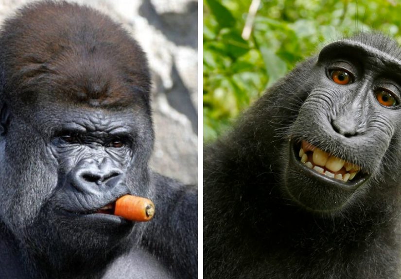 42 Funny Monkeys Behaving, Well, Like Monkeys