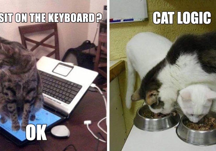 50 Hilarious Examples Of Cat Logic