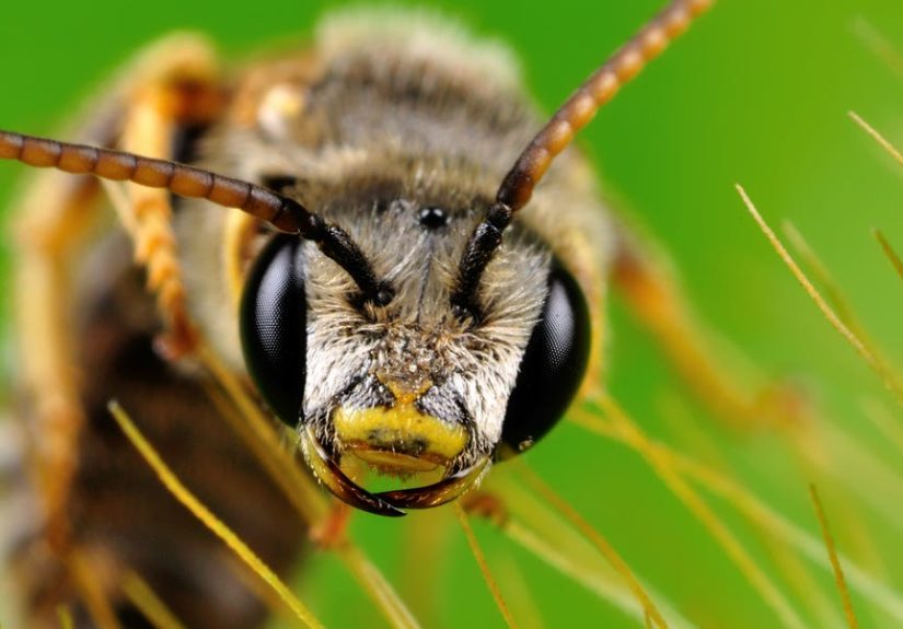 Bee Venom Therapy Shows Promise for Relief from Lyme Disease