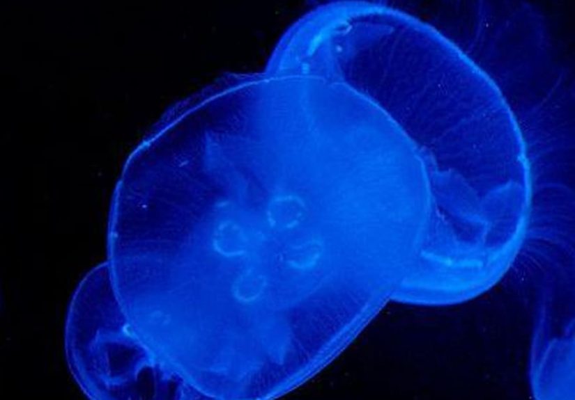 Box Jellyfish Rankings And Opinions