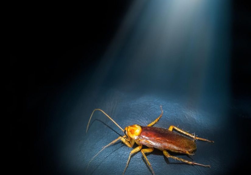 Cockroach Facts That Can Help You Prevent an Infestation