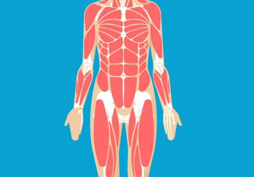 Gluteus Maximus Muscle Function, Origin & Anatomy