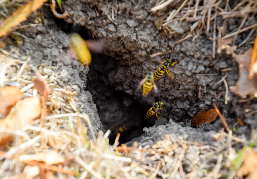 How To Get Rid of Ground Bees