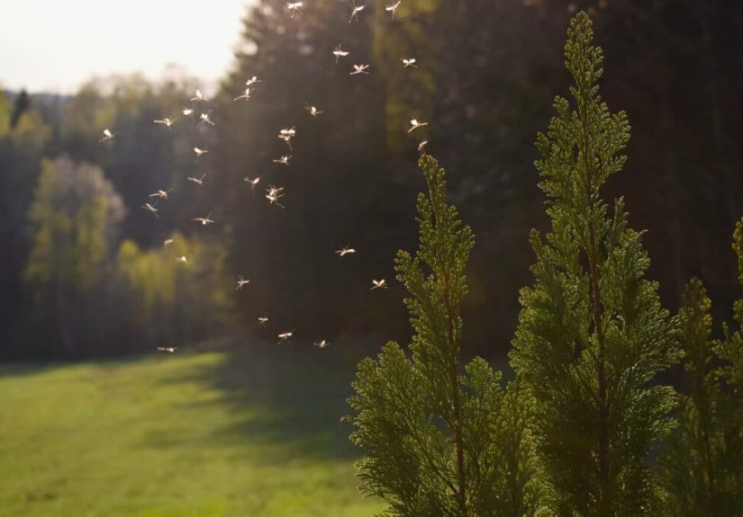 How To Get Rid of Mosquitoes