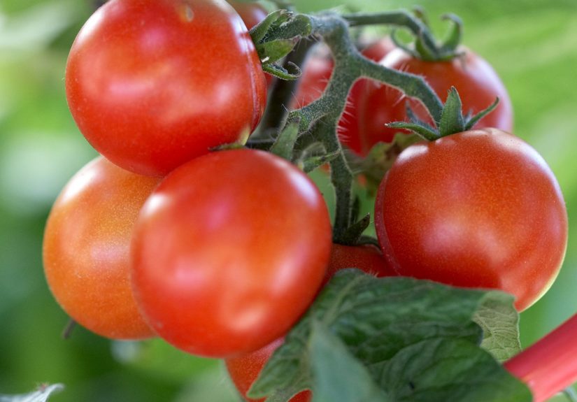How to Grow Tomatoes