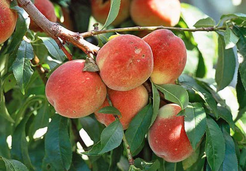 How to Plant Peach Trees and Grow the Best Fruit