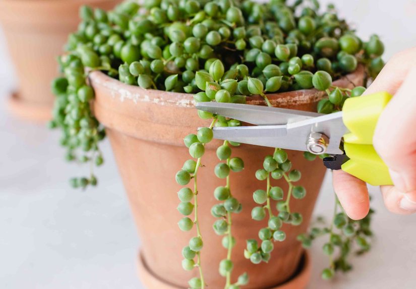 How to Propagate String of Pearls: 3 Methods