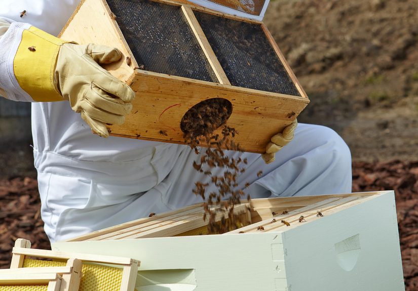 How to Start a Beehive in Your Backyard in 5 Simple Steps