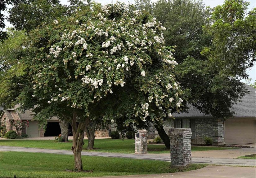 How to Use Crepe Myrtle to Create a Beautiful and Functional Landscape