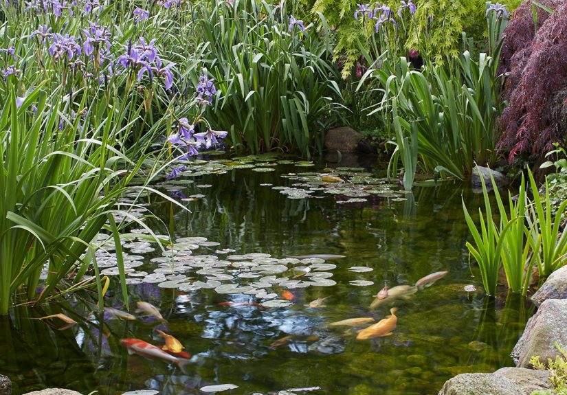 Make Water Garden Maintenance Easier with These Must-Know Tips
