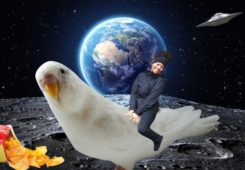 Parakeet On The Moon!