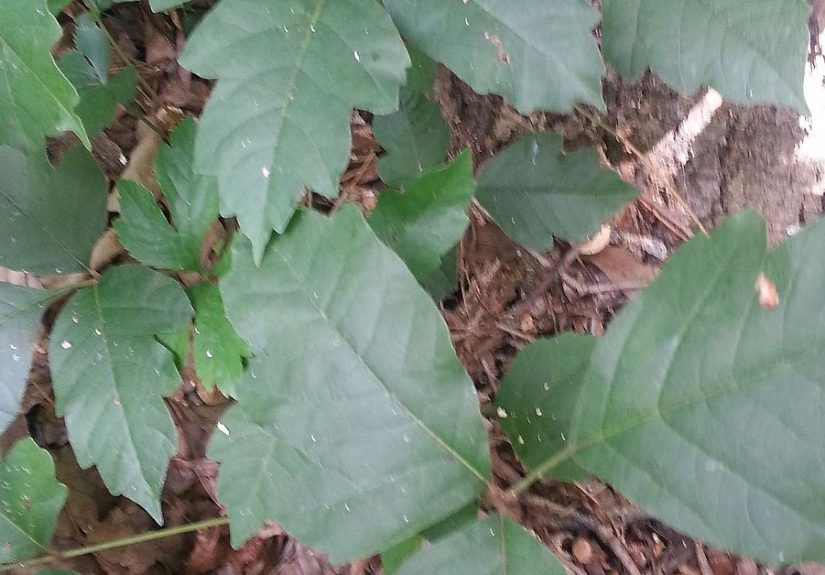 Poison Ivy, Poison Oak, and Virginia Creeper