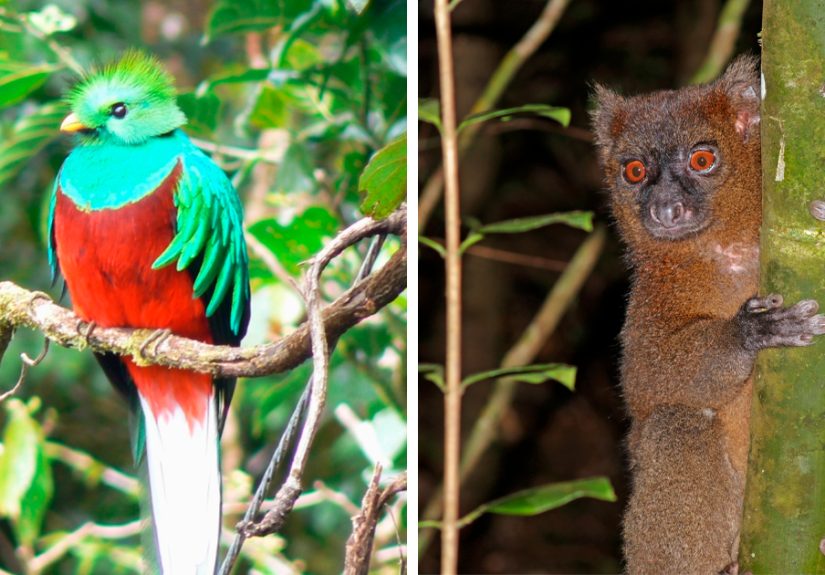 Rarest Animal In The World And Other 62 Species Near Extinction