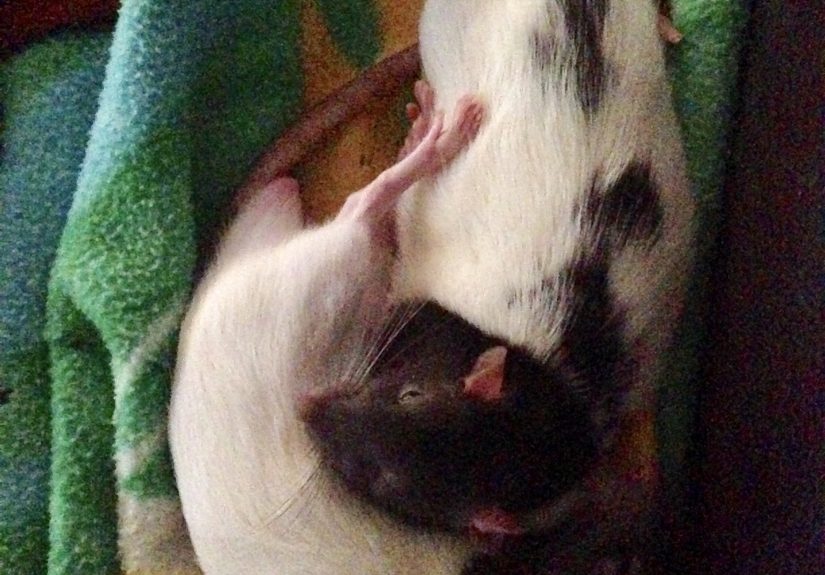Rat Brothers In Arms ..rex And Otis…