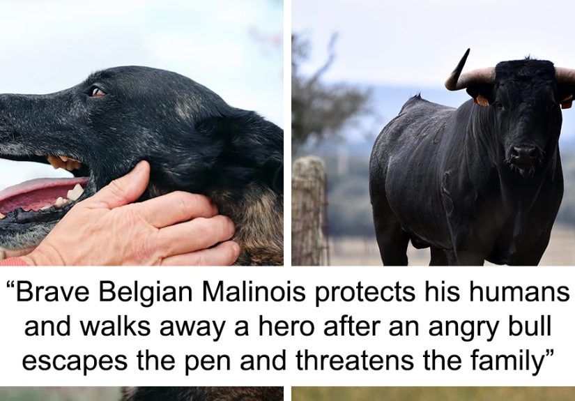 Rejected Working Pup Turns Into A Hero When He Protects His Family From A Bull That Broke Loose