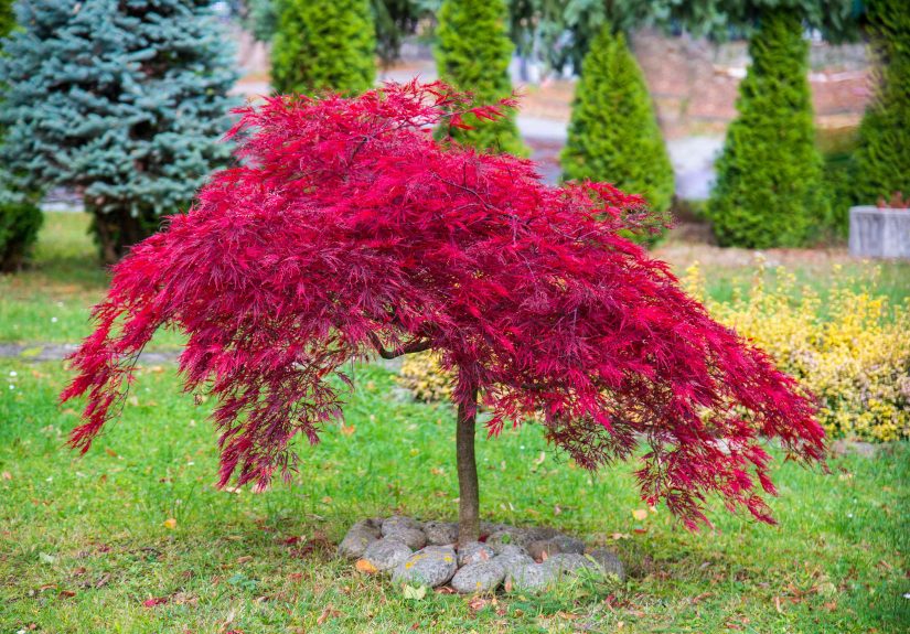 Should You Prune Japanese Maple in the Winter? What Experts Say