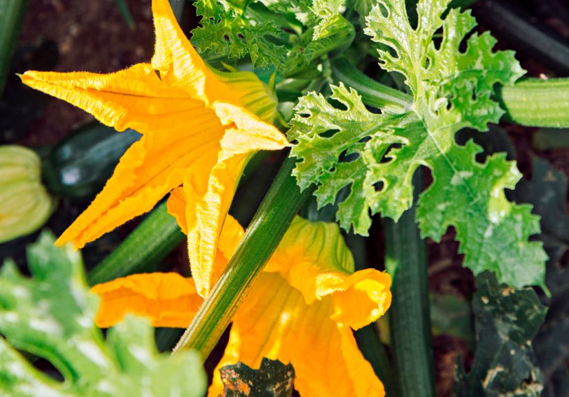 Should You Prune Zucchini Plants? Here's What Garden Experts Recommend