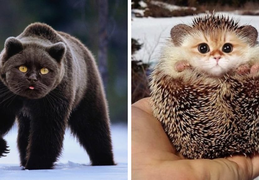 Someone Imagines What Everything Would Look Like If It Had A Cat’s Face And The Result Is Funny Yet Disturbing