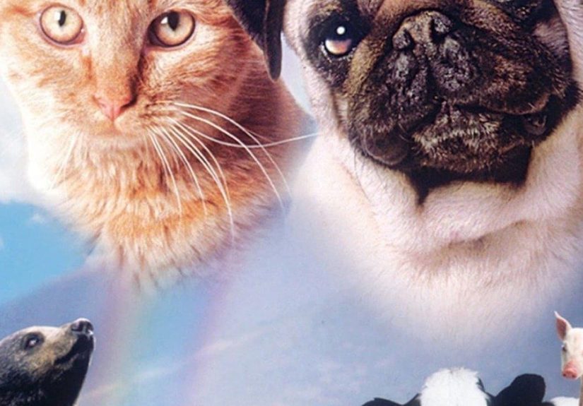 The Adventures of Milo and Otis Rankings And Opinions