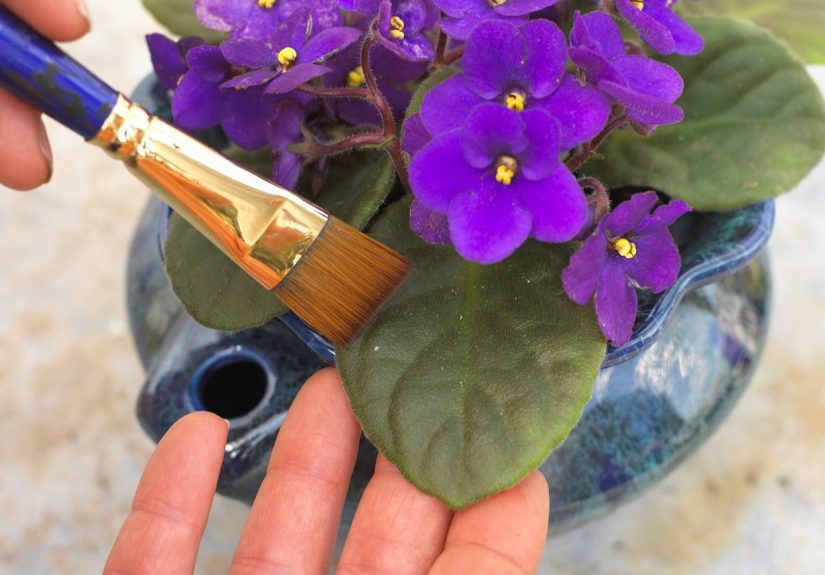 10 Indoor Plant Care Tips to Ensure Happy, Healthy Houseplants