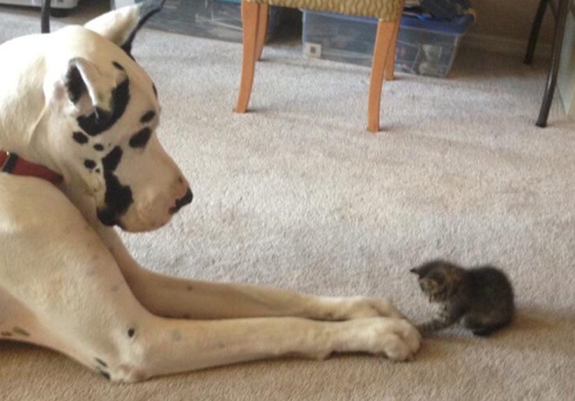 112 Pics Proving That Cats And Dogs Can Be Best Friends