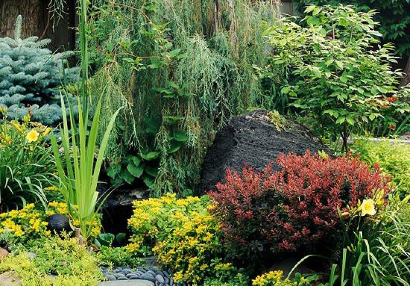 13 Weeping Trees that Will Add Visual Interest to Your Landscape