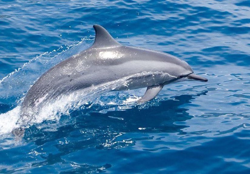 14 Fascinating Animal Brains That Are Borderline Unbelievable