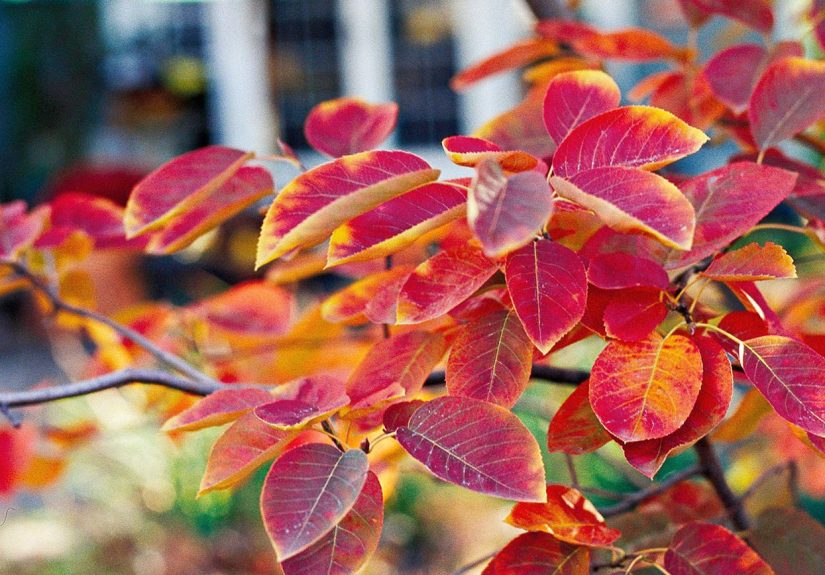 18 Native Plants with Year-Round Interest for a Continuously Beautiful Garden