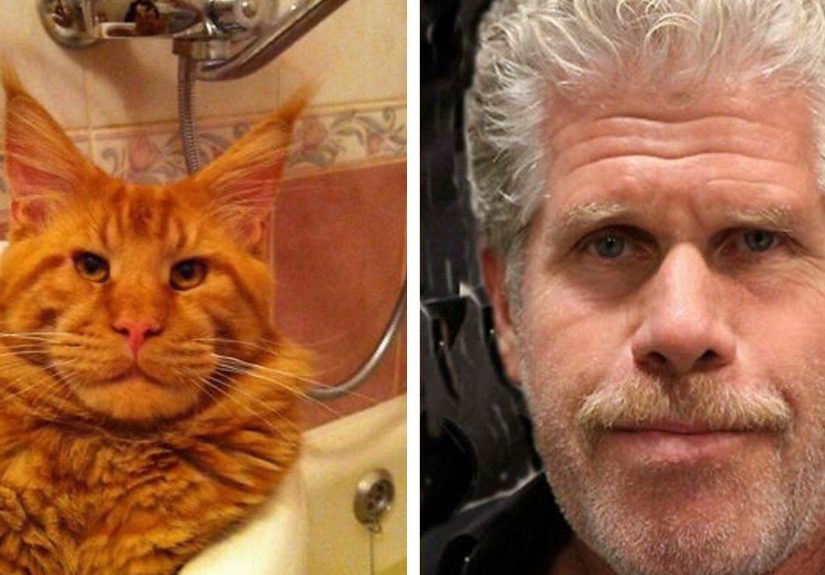 50 Of The Best Doppelganger Photos Shared In The “Walmart Celebrities” Online Group