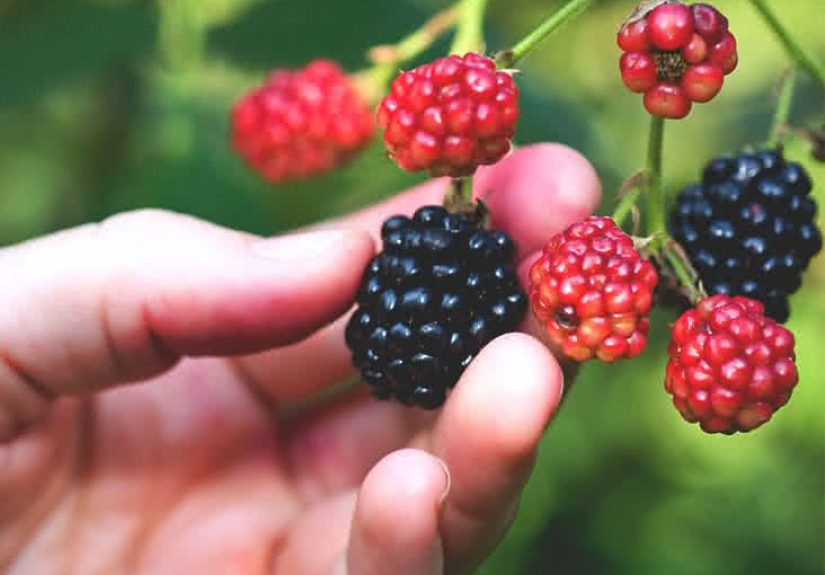 6 Benefits of Blackberries for Health and Nutrition