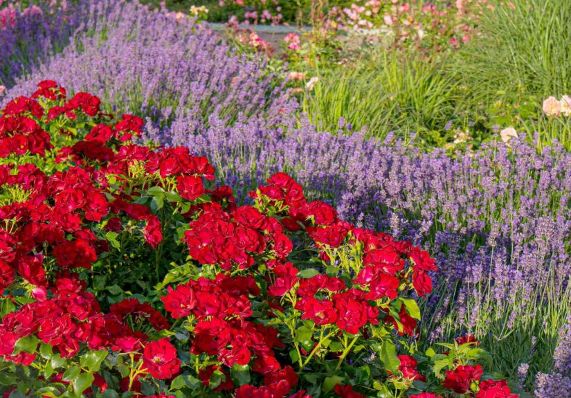 8 Plants You Should Avoid Growing Next to Your Roses