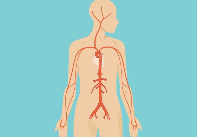 Abdomen Anatomy, Area & Diagram