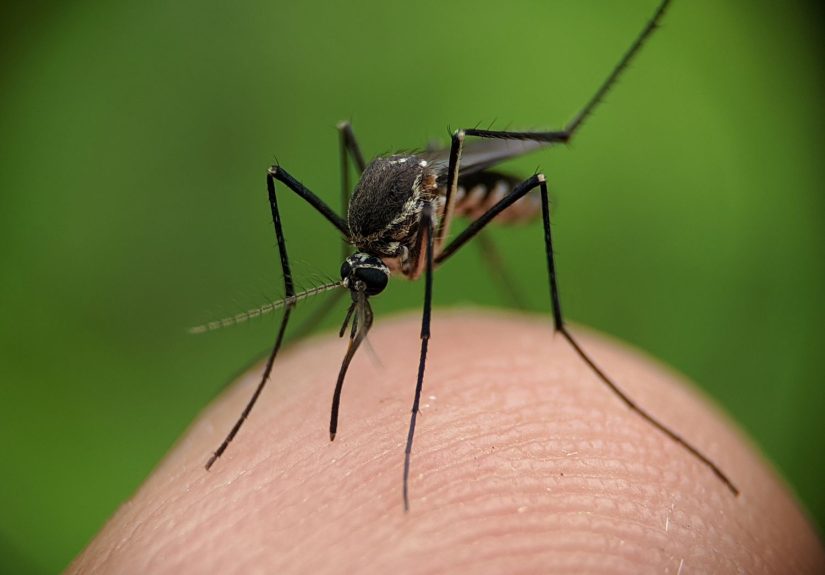 Are Essential Oils Enough to Keep Mosquitoes Away? Pest Pros Share What Worksand What Doesn’t