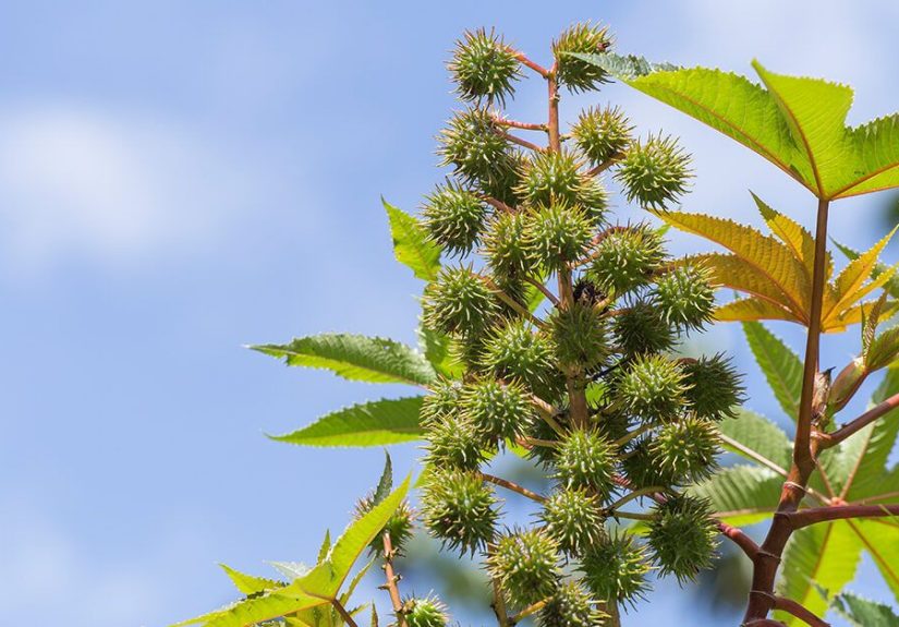 Castor Oil: 4 Benefits and Uses