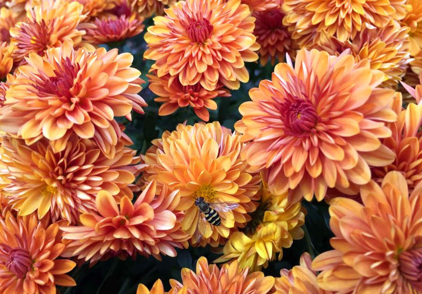 Ditch Mums This Fall and Grow This Underrated Flower Instead, Gardeners Say