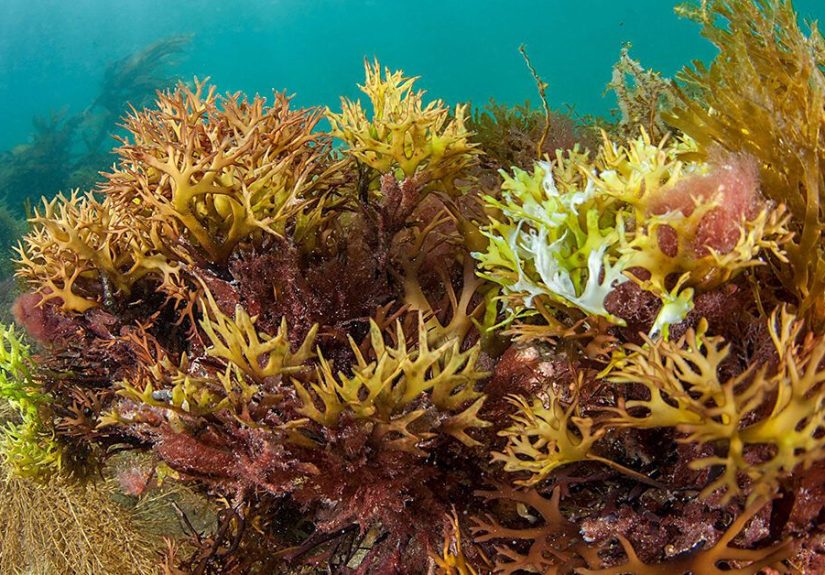 Does Sea Moss Work for Weight Loss?