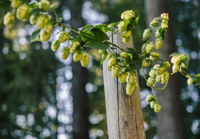 Don't Plant Hops in Your Garden Like I DidHere's Why