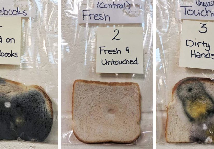 Elementary School’s Science Experiment With White Bread Is Going Viral