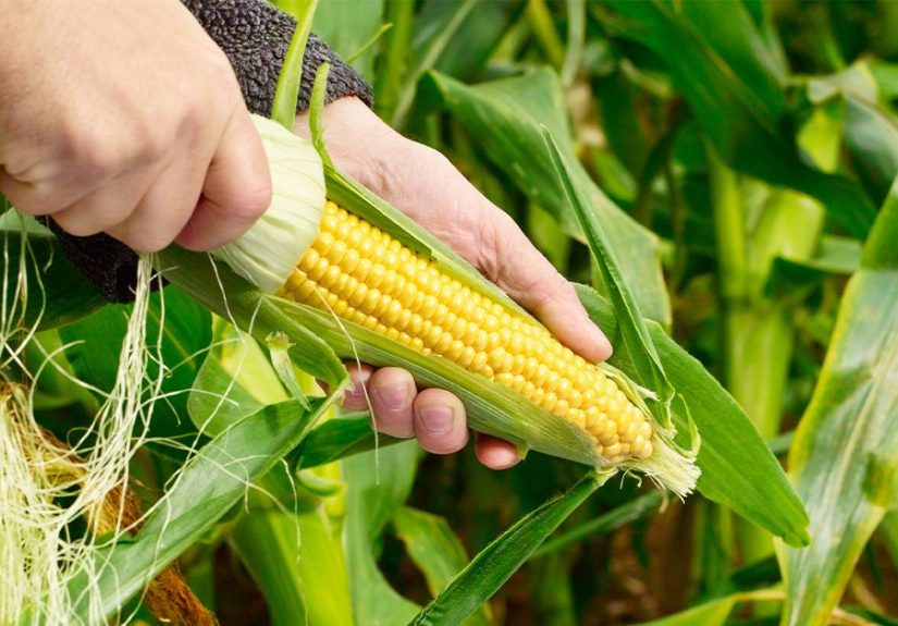 GMOs: Pros and Cons, Backed by Evidence