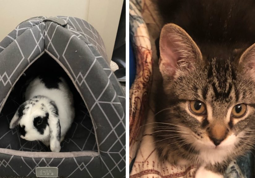 Hey Pandas, Share Your Pets Cutest Or Funniest Photo!