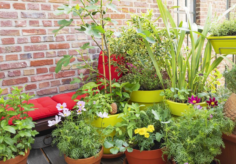 How Gardening Pros Keep Container Plants Lush and Thriving All Summer