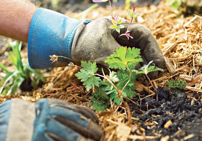How to Choose the Best Mulch for Your Landscape