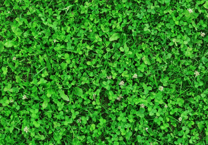 How to Get Rid of Clover in Your Lawn Naturally